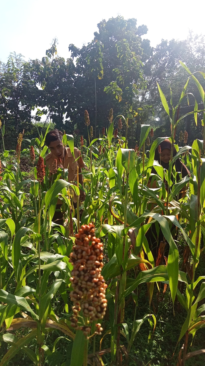 Budidaya tanaman sorgum 